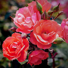 That breeder is william radner. Coral Knock Out Rose Shrubs For Sale Online The Tree Center