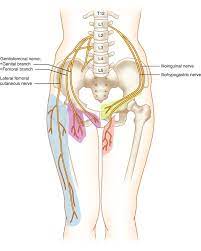 We study anatomy at the practical anatomy class we study the human body. Groin Pain In Athletes Assessment And Nonsurgical Treatment Springerlink