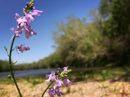 Most are in the dicot class, monocots noted in yellow with a * by their family name. Nature Class Texas Wildflowers Explore Bastrop County