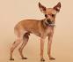 Russian Toy Terrier vs Chihuahua - Breed Comparison