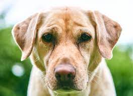 We did not find results for: Courcelles Devenez Famille D Accueil D Un Futur Chien Guide D Aveugle Television Locale De Charleroi Et Sa Region Thuin Chimay Basse Sambre
