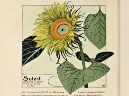 Sunflower Plant Study Fig 325 From Etude De La Plante Fanningsparks Plant Study Nature Inspiration Art