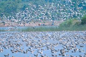 Wetlands in india are distributed in different geographical regions, ranging from the himalaya to the deccan plateau. Why Adding More Ramsar Wetlands Is Beneficial To A Growing India Conservation India
