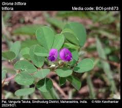 Image result for Grona triflora
