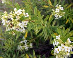 Image result for Gnidia chapmanii