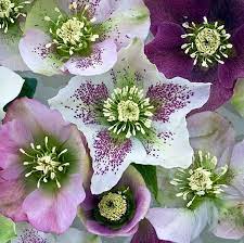 Lenten Rose Helleborus Hybrids Deer Resistant Perennial Flowers Unique Flowers Deer Resistant Perennials