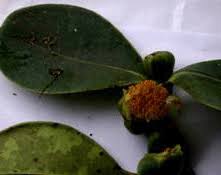 Image result for Clusiaceae