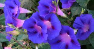 Morning Glory Flower How To Care For A Morning Glory Plant Garden Guides Morning Glory Flowers Morning Glory Plant Morning Glory