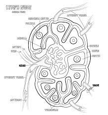 Lymph Node Monsters And Molecules