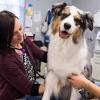 Peninsula center pet hospital ⭐ , united states of america, state of california, los angeles county, rolling hills estates: 1