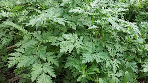 Sticky weed with yellow flowers. Watch For These 5 Winter Weeds Garden Style San Antonio