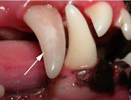 Senior cats are very susceptible to broken teeth, especially the sharp canine teeth. What To Do When You See A Tooth Of A Different Color Dvm 360