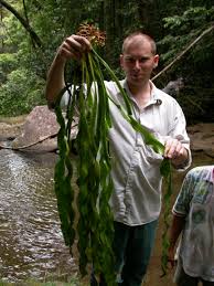 Image result for Ophioglossum costatum