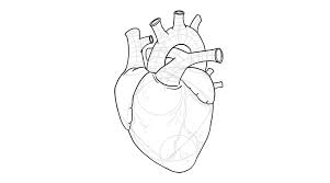 Learn to draw a human heart. How To Draw A Heart