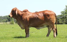 The brahman breed originated in the usa in the early 1800s where it was developed from the progeny of four indian zebu breeds. Red Brahman Cattle For Sale In Florida Buy Sires Juniors Females