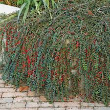 Image result for Cotoneaster