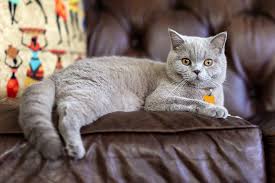 A damp rag or cloth can pick up any lose hair. British Shorthair Cat Facts