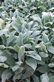 Image result for Stachys