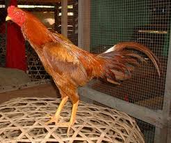 Warna ayam pamangon wido yang bagus ~ ciri ayam bangkok wido (jalak) katuranggan yang melegenda. 10 Jenis Ayam Bangkok Yang Bagus Untuk Dipelihara No 7 Recomended