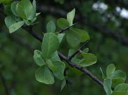 Image result for Commiphora viminea