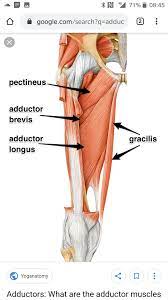 Pin By Barry Peacock On Muscle Muscular System Anatomy Muscular System Muscle