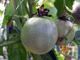 Grenadille Fruit De La Passion Passiflora Edulis Confiture Fruit De La Passion Grenadille