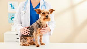 Indicates the presence of red blood cells that have not been broken down and digested, which may indicate internal bleeding from the upper digestive tract, especially if the stool has a foul odor. Blood In Dog Stool Why Is My Dog Pooping Blood Bechewy
