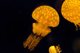 ãã¿ã³ã¯ã©ã²ãã®ç»åæ¤ç´¢çµæ