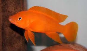 Lemon Cichlid Neolamprologus Leleupi Orange 4 5cm Http Marinefishdirect Com Au Freshwater Fish African Cichlid Ta African Cichlids Cichlids Cichlid Fish