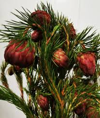 Image result for Protea micans