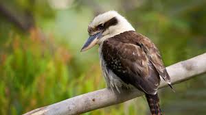 Kookaburra sits in the old gum tree merry, merry king of the bush is he laugh, kookaburra! Laughing Kookaburra San Diego Zoo Animals Plants