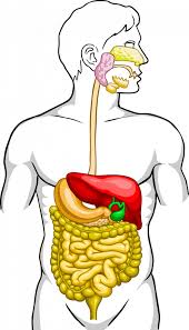 Stunning cliparts | Human Digestive System Clipart| (36)
