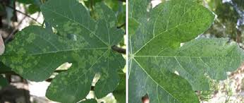 Fig trees can be stately and highly productive, but fig mosaic can take a toll on your fig tree. Fig Diseases Vikaspedia