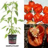 You grew peppers from seeds. Buy Your Organic Sweet Pepper Plants Online