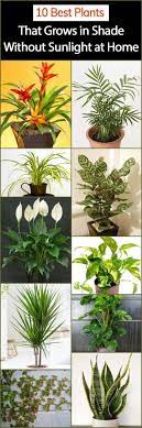 Yes, you can grow plants without sunlight. 10 Best Plants That Grows In Shade Without Sunlight At Home Home Gardeners
