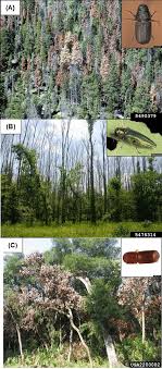 Examples Of Tree Mortality Caused By Three Native And Non