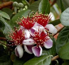 Pineapple guava, guavasteen, acca sellowiana, evergreen shrub or tree with dark green leaves whitish beneath, red flowers with petals whitish outside and green fruit with pinapple tasting fruit, eaten raw, stewed, used in wines or cosmetics. Pineapple Guava A Great Shrub For Your Edible Landscape Edible Landscaping Made Easy With Avis Licht