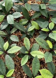 Image result for Aframomum wuerthii