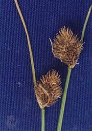 Image result for Carex leptosaccus