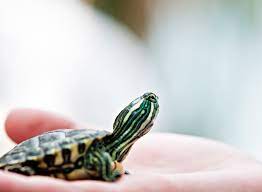 Pet Turtles Are Once Again Causing Salmonella Outbreaks Shots Health News Npr