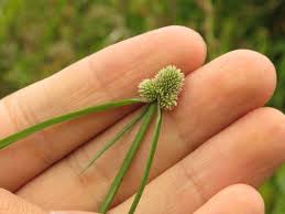 Image result for Kyllinga pumila