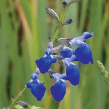 Valitse laajasta valikoimasta samankaltaisia kohtauksia. West Texas Grass Sage Salvia Reptans High Country Gardens