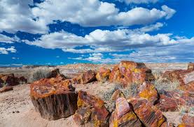 The petrified forest includes many shapes and sizes of wood, from large logs to stumps to the smallest remains of plants. Visit The Petrified Forest National Park Nucamp Rv