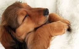 Do dogs dream?
