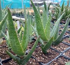 Image result for Aloe inyangensis