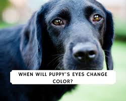 In other words, almost every labrador retriever puppy born with blue eyes but gradually, your labrador retriever's eyes color will change to their permanent color. When Do Puppy S Eyes Change Color 2021 We Love Doodles