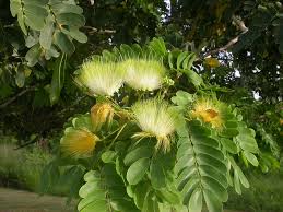 Image result for Albizia