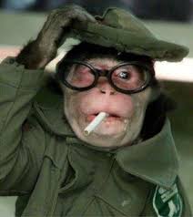 monkeys wearing glasses monkeys funny monkey pictures funny animals