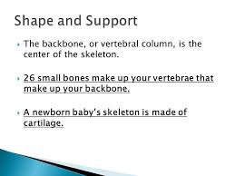 As they grow up, some of the bones fuse together to form a single bone. Section 2 Chapter 14 Pages Your Framework Or Skeleton Is Made Up Of All The Bones In Your Body Your Skeleton Has Five Major Functions Ppt Download