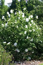 Diana Rose Of Sharon Rose Of Sharon Flowering Shrubs Flowering Bushes